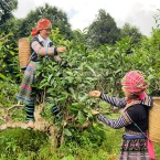 Discover Green Tea Farms In Nghia Lo Tea Plantation Yen Bai Vietnam