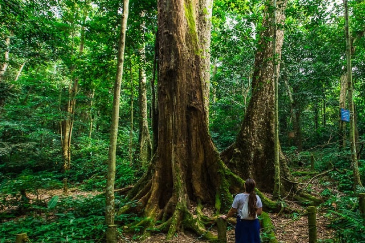 Experiences Of Traveling In Cuc Phuong National Park