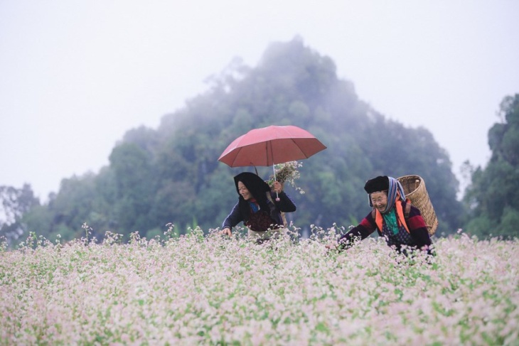 A Must-See In Ha Giang - Immerse Yourself In The Buckwheat Flower Festival