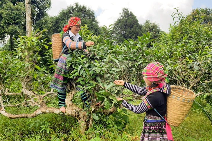 Discover Green Tea Farms In Nghia Lo Tea Plantation Yen Bai Vietnam