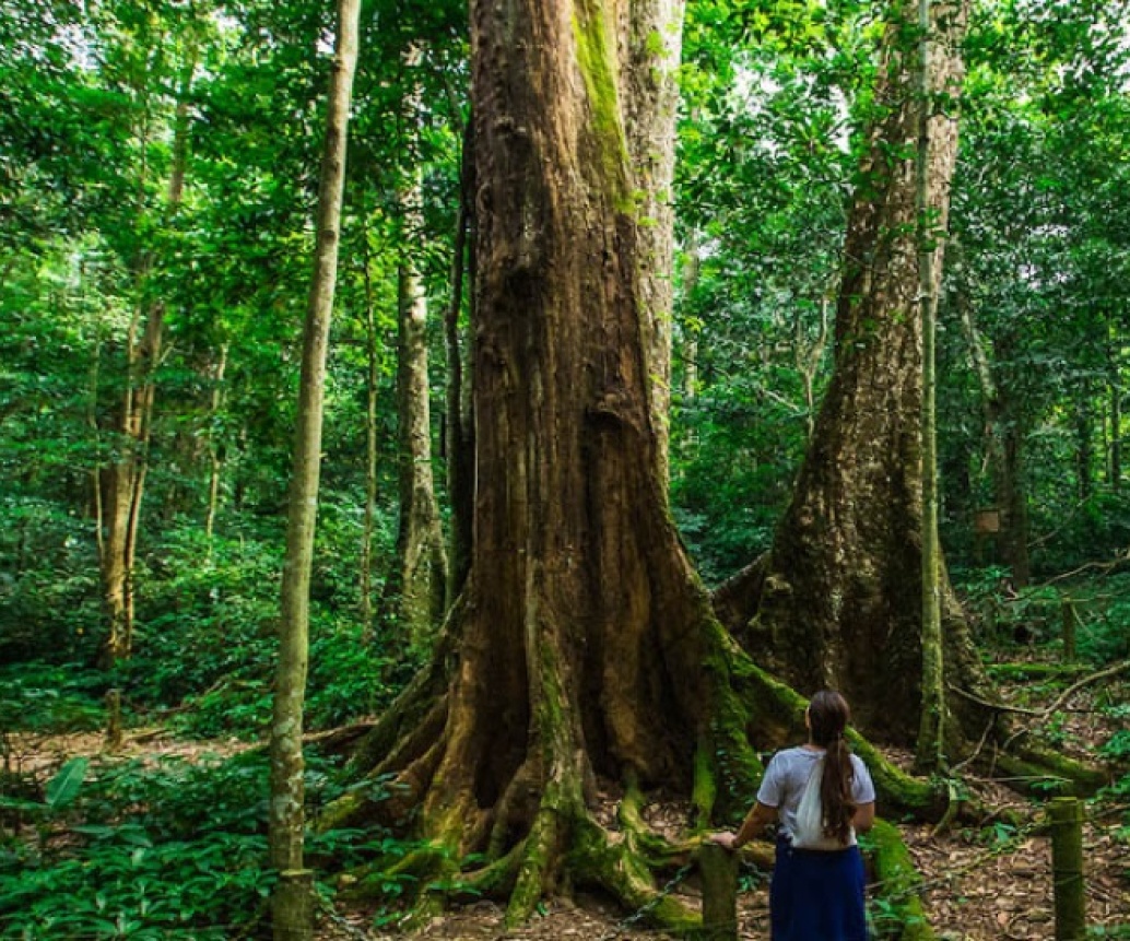 Experiences Of Traveling In Cuc Phuong National Park