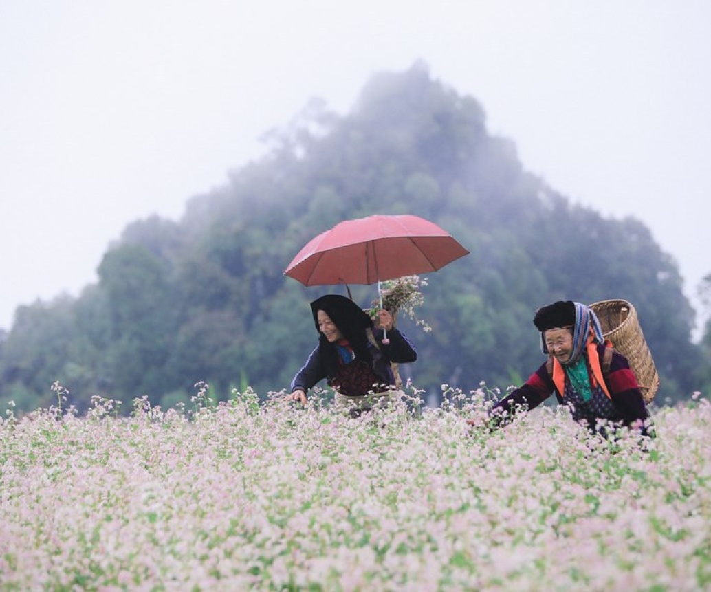 A Must-See In Ha Giang - Immerse Yourself In The Buckwheat Flower Festival