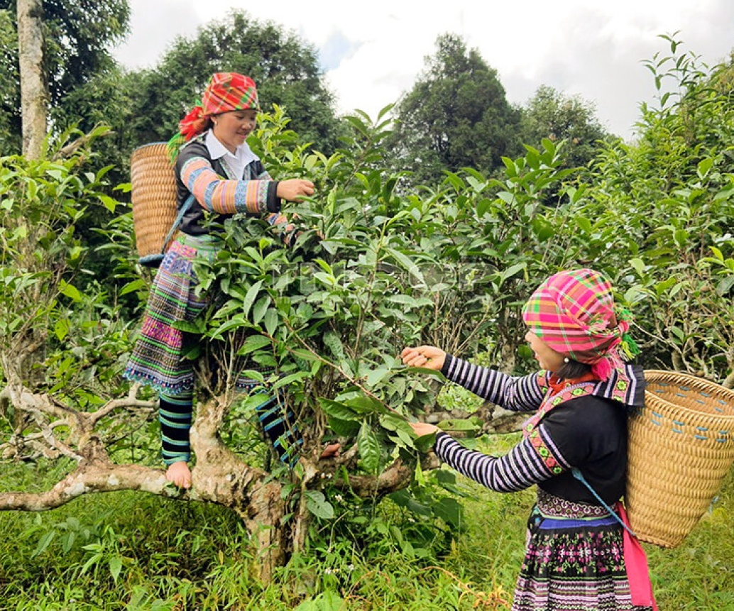 Discover Green Tea Farms In Nghia Lo Tea Plantation Yen Bai Vietnam