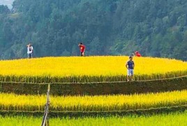 Mu Cang Chai