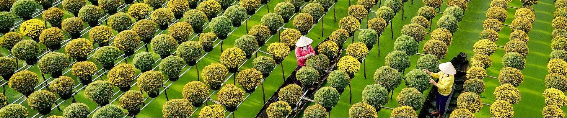 Dong Thap