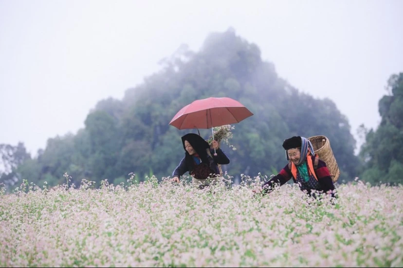 A Must-See In Ha Giang: Immerse In The Buckwheat Flower Festival 2025 A Must-See In Ha Giang: Immerse In The Buckwheat Flower Festival 2025