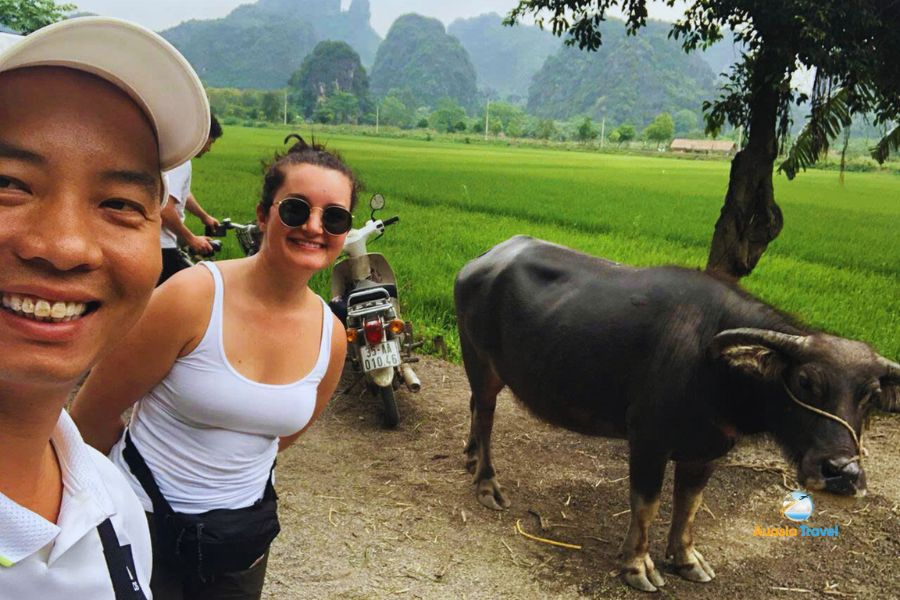 Rice field and buffalow in Ninh Binh, Vietnam - Auasia Travel’s Testimonials