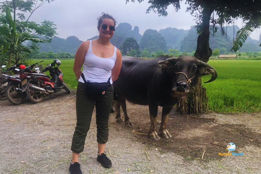 Water Buffalow in Ninh Binh, Vietnam - Auasia Travel’s Testimonials